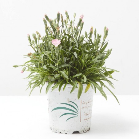 CLAVEL MACETA 11CM EXTRA