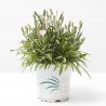 CLAVEL MACETA 11CM EXTRA