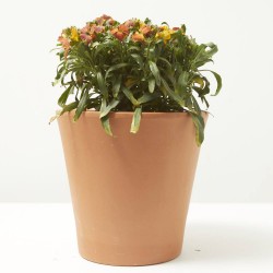 ERYSIMUM 14X14