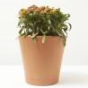 ERYSIMUM 14X14