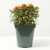 ERYSIMUM 14X14