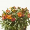 ERYSIMUM 14X14