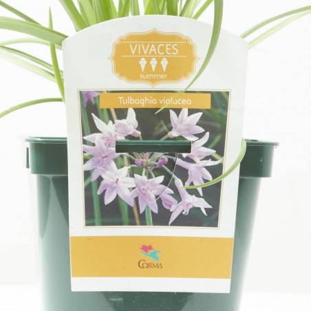 TULBAGHIA VIOLÁCEA MACETA 2L