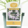 TULBAGHIA VIOLÁCEA MACETA 2L