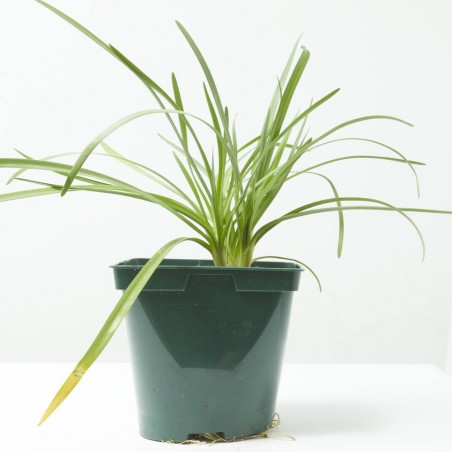 TULBAGHIA VIOLÁCEA MACETA 2L