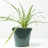 TULBAGHIA VIOLÁCEA MACETA 2L
