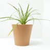 TULBAGHIA VIOLÁCEA MACETA 2L
