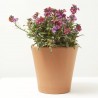 ERYSIMUM MACETA 15CM
