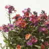ERYSIMUM MACETA 15CM