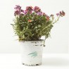 ERYSIMUM MACETA 15CM