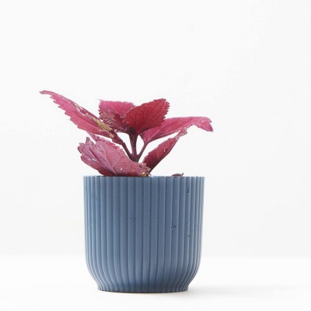 COLEUS MS. SECOND STREET MACETA 6CM