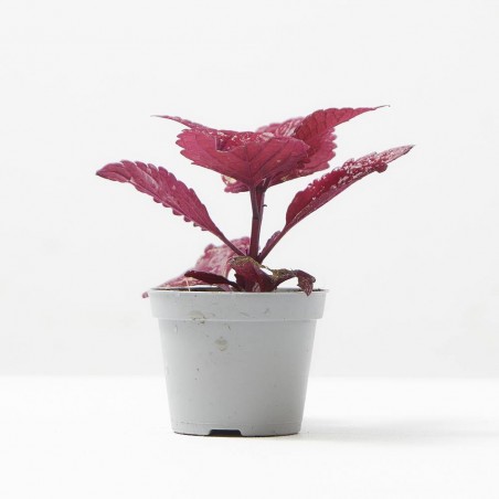 COLEUS MS. SECOND STREET MACETA 6CM