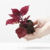 COLEUS MS. SECOND STREET MACETA 6CM