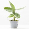 MUSA ACUMINATA MACETA 6CM