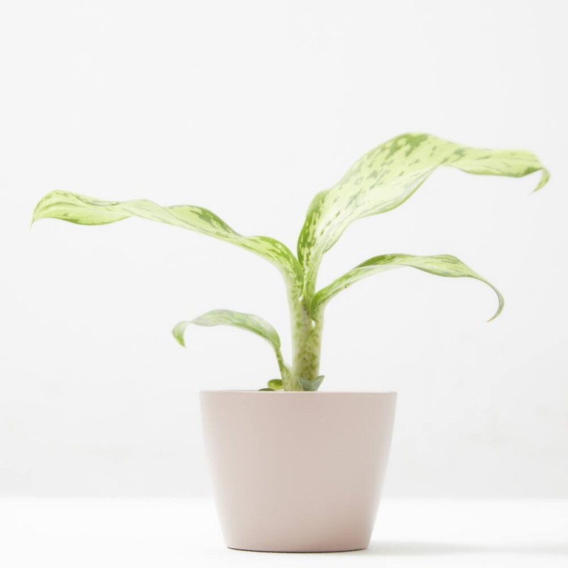 DIEFFENBACHIA CROCODILE MACETA 6CM