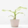 DIEFFENBACHIA CROCODILE MACETA 6CM