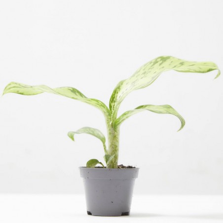 DIEFFENBACHIA CROCODILE MACETA 6CM