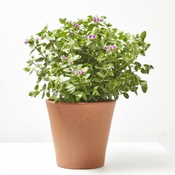 POLYGALA MACETA 3L
