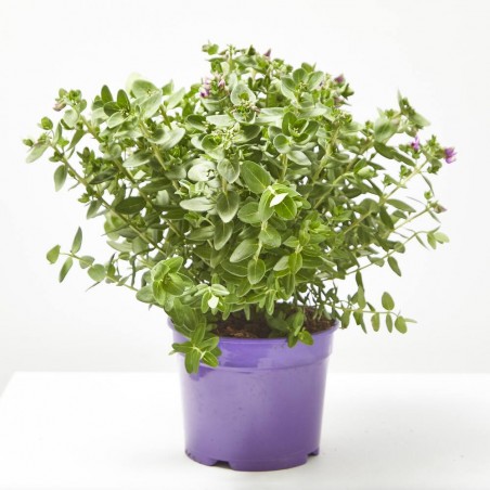 POLYGALA MACETA 3L