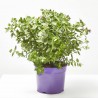 POLYGALA MACETA 3L