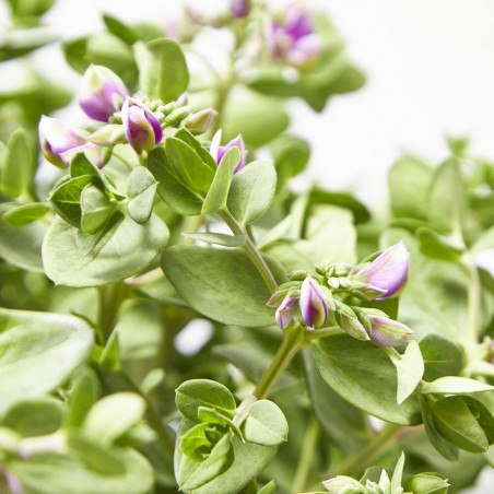 POLYGALA MACETA 3L