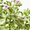 POLYGALA MACETA 3L