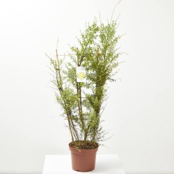 GENISTA ESPALDERA MACETA 5L