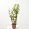 GENISTA ESPALDERA MACETA 5L