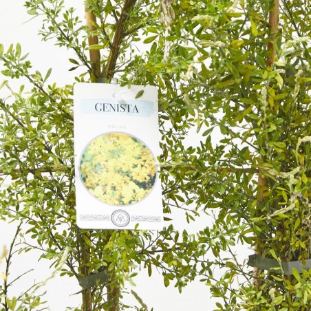 GENISTA ESPALDERA MACETA 5L
