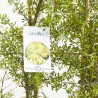 GENISTA ESPALDERA MACETA 5L