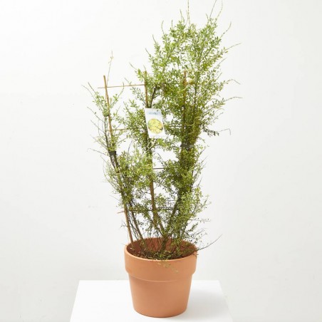 GENISTA ESPALDERA MACETA 5L