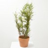 GENISTA ESPALDERA MACETA 5L