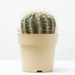ECHINOCACTUS GRUSONII MACETA 17CM