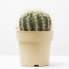 ECHINOCACTUS GRUSONII MACETA 17CM