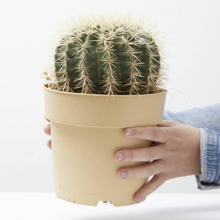 ECHINOCACTUS GRUSONII MACETA 17CM