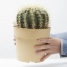 ECHINOCACTUS GRUSONII MACETA 17CM