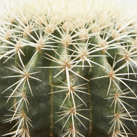 ECHINOCACTUS GRUSONII MACETA 17CM