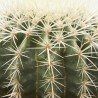 ECHINOCACTUS GRUSONII MACETA 17CM