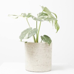 MONSTERA THAI CONSTELLACION MACETA 17CM