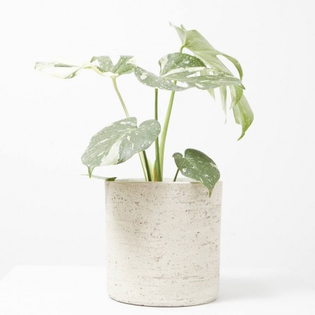 MONSTERA THAI CONSTELLACION MACETA 17CM