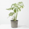 MONSTERA THAI CONSTELLACION MACETA 17CM