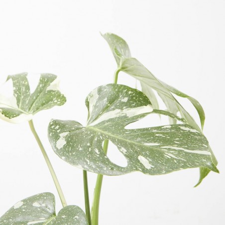 MONSTERA THAI CONSTELLACION MACETA 17CM