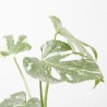 MONSTERA THAI CONSTELLACION MACETA 17CM