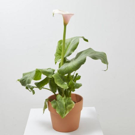 CALA FLAMINGO MACETA 4L