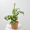 CALA FLAMINGO MACETA 4L