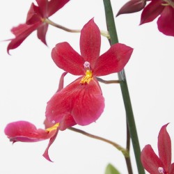 CAMBRIA NELLY ISLER 3TALLOS MACETA 12CM
