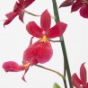CAMBRIA NELLY ISLER 3TALLOS MACETA 12CM
