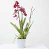 CAMBRIA NELLY ISLER 3TALLOS MACETA 12CM