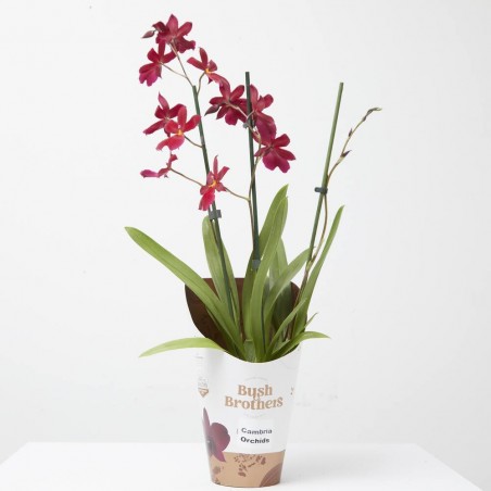 CAMBRIA NELLY ISLER 3TALLOS MACETA 12CM