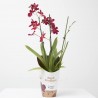 CAMBRIA NELLY ISLER 3TALLOS MACETA 12CM